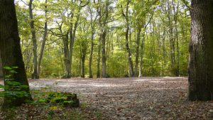 forêt
